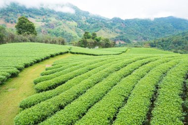 Bulutlu bir günde sabah Çay Plantasyon peyzaj görünümü.