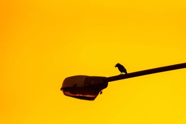 Gündoğumu arka plan ile elektrikli sokak lambası siluet kuş.