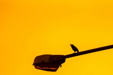 Gündoğumu arka plan ile elektrikli sokak lambası siluet kuş.