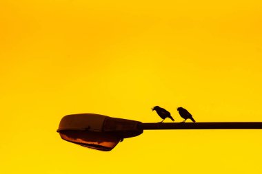 Gündoğumu arka plan ile elektrikli sokak lambası siluet kuş.