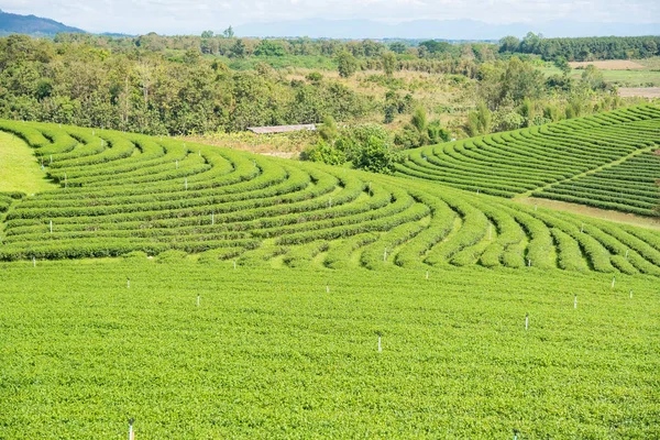 Landscape View at Tea Plantation in the morning on a Cloudy day. — Stock Photo, Image