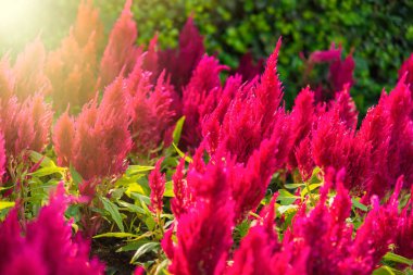 Sabah ları çiçek bahçesinde güzel çiçekler. Thail