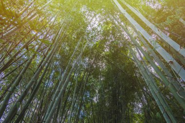 Chiang Rai güneş ışığı ile Bambu Ormanı, Tayland.