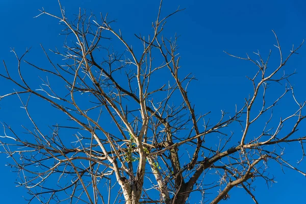 Baumzweige unter dem blauen Himmel. Thailand. — Stockfoto
