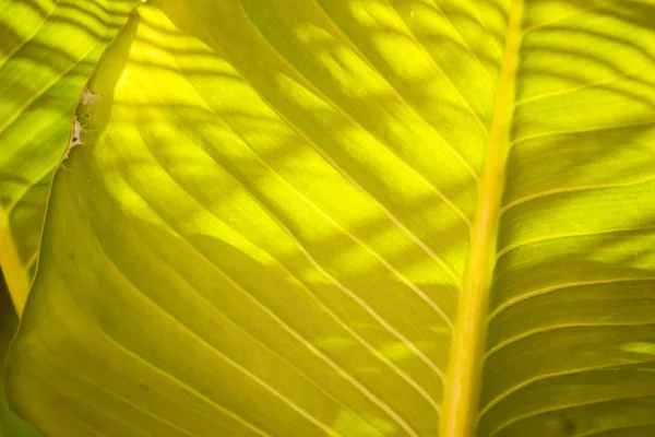 La luz del sol sobre la hoja verde.Fondo de la hoja verde . — Foto de Stock