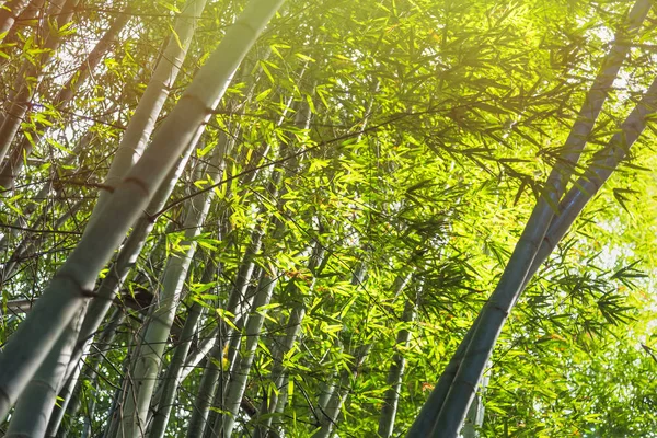 Bosque de bambú con luz solar en Chiang Rai, Tailandia . —  Fotos de Stock