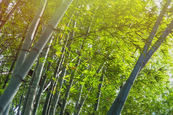 Bosque de bambú con luz solar en Chiang Rai, Tailandia . —  Fotos de Stock