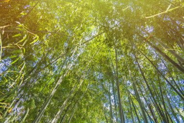 Chiang Rai güneş ışığı ile Bambu Ormanı, Tayland.