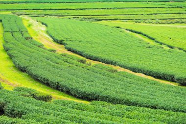 Bulutlu bir günde sabah Çay Plantasyon peyzaj görünümü.