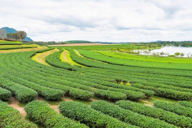 Bulutlu bir günde sabah Çay Plantasyon peyzaj görünümü.