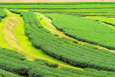 Bulutlu bir günde sabah Çay Plantasyon peyzaj görünümü.