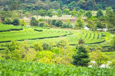 Bulutlu bir günde sabah Çay Plantasyon peyzaj görünümü.