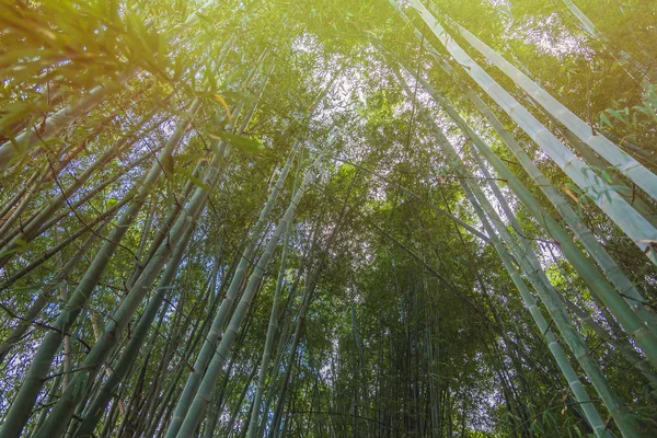 Bosque de bambú con luz solar en Chiang Rai, Tailandia . —  Fotos de Stock