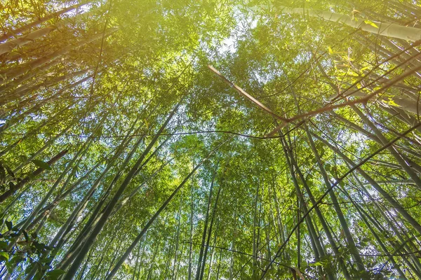 Bosque de bambú con luz solar en Chiang Rai, Tailandia . —  Fotos de Stock