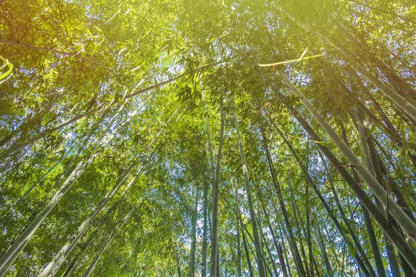 Chiang Rai güneş ışığı ile Bambu Ormanı, Tayland.