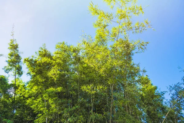 Bambusový les s slunečním zářením v Chiang Rai, Thajsko. — Stock fotografie