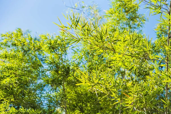 Bambusový les s slunečním zářením v Chiang Rai, Thajsko. — Stock fotografie