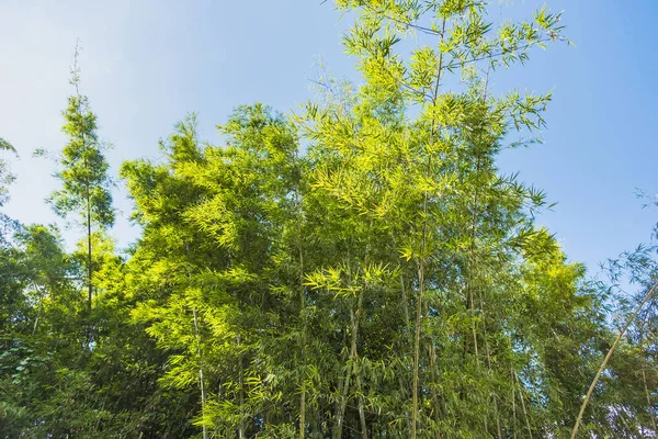 Forêt de bambous avec lumière du soleil à Chiang Rai, Thaïlande . — Photo