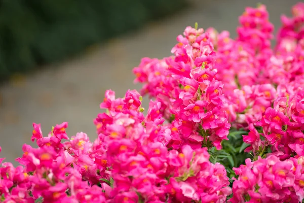 Schöne Blumen im Blumengarten am Morgen. — Stockfoto
