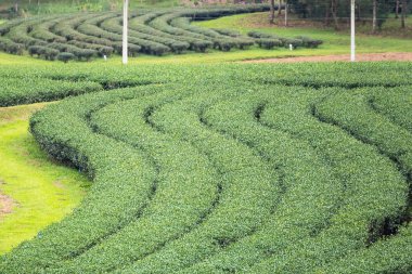 Bulutlu bir günde sabah Çay Plantasyon peyzaj görünümü.