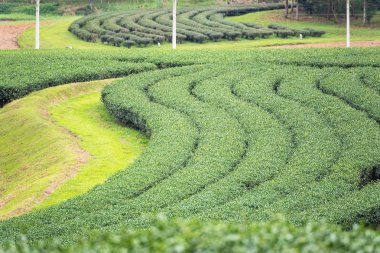 Bulutlu bir günde sabah Çay Plantasyon peyzaj görünümü.