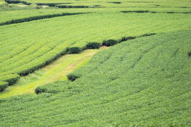Bulutlu bir günde sabah Çay Plantasyon peyzaj görünümü.