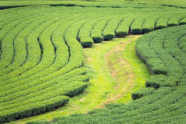 Bulutlu bir günde sabah Çay Plantasyon peyzaj görünümü.