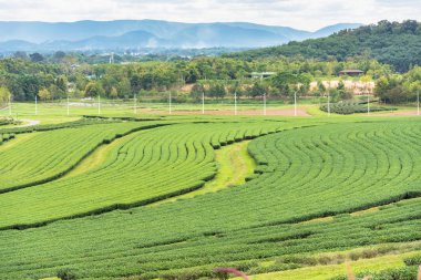 Bulutlu bir günde sabah Çay Plantasyon peyzaj görünümü.