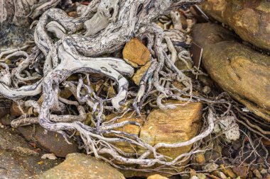 Yerdeki eski ağacın yayılan kök sistemi. Var