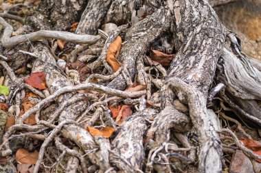 Yerdeki eski ağacın yayılan kök sistemi. Var