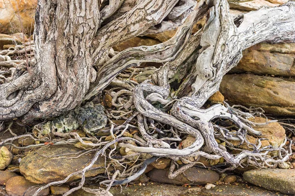 De verspreiding wortelsysteem van de oude boom op de grond. De var — Stockfoto