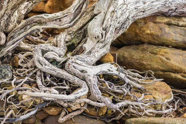 Le système racinaire de propagation du vieil arbre sur le sol. Le var — Photo