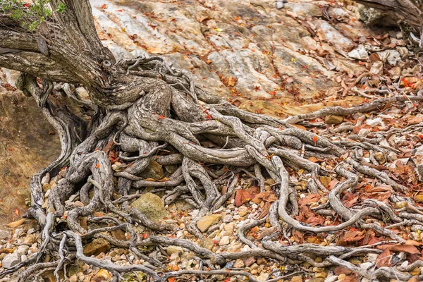 De verspreiding wortelsysteem van de oude boom op de grond. De var — Stockfoto