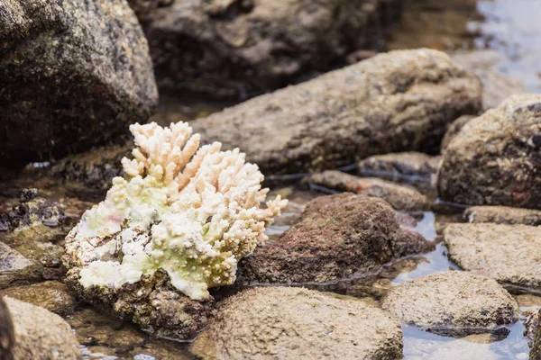 Witte koralen op de rots in de zee.Thailand. — Stockfoto