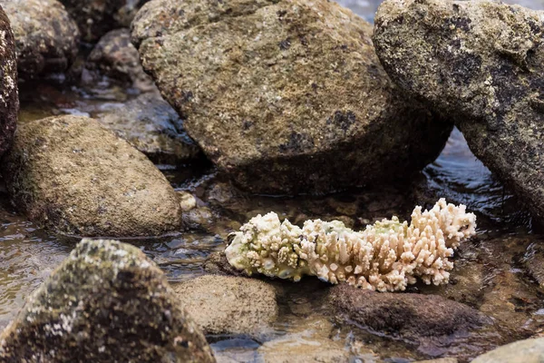 Witte koralen op de rots in de zee.Thailand. — Stockfoto