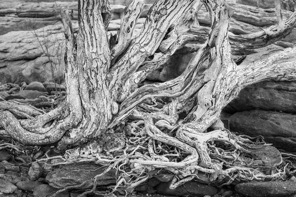 Fotoğraf Siyah ve Beyaz eski tr yayılan kök sistemi — Stok fotoğraf