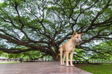 Tayland Dev Yağmur Ağacı'nda köpek. Yüz evet üzerinde dev ağaç