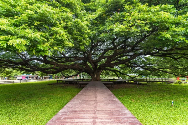 Giant Rain Tree of thailand.Giant tree over a hundred years old.