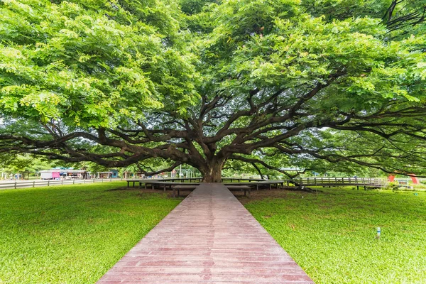 Gigantische Regenboom van Thailand. Reusachtige boom meer dan honderd jaar oud. — Stockfoto