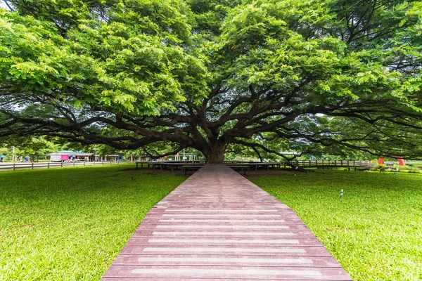 Гігантське дерево дощу в Таїланді. Гігантське дерево більше ста років . — стокове фото