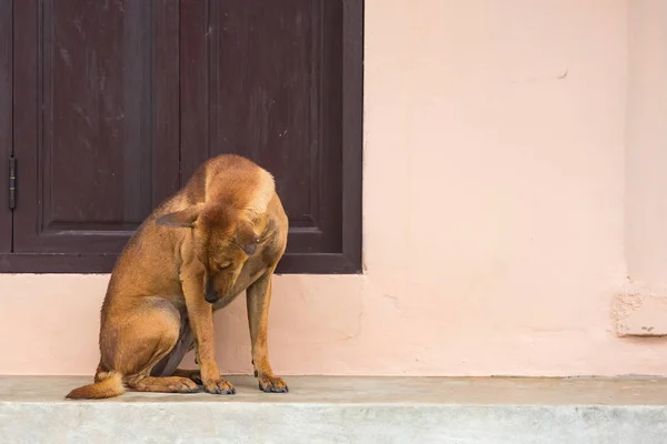 Utcai kutya szegény. Thaiföld. — Stock Fotó
