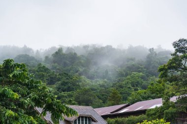 Yağmurdan sonra sisli orman. Tayland.