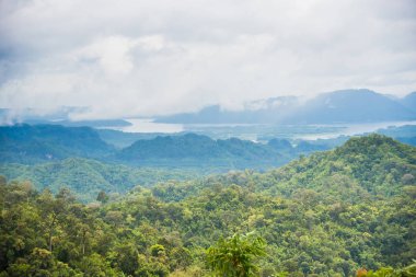 Yağmurdan sonra sisli orman. Tayland.
