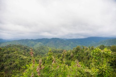 Yağmurdan sonra sisli orman. Tayland.