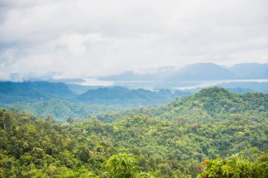 Yağmurdan sonra sisli orman. Tayland.