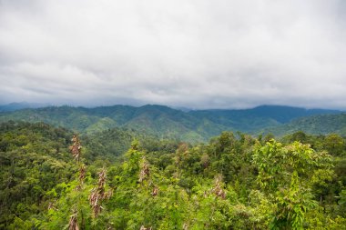 Yağmurdan sonra sisli orman. Tayland.