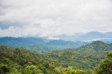 Yağmurdan sonra sisli orman. Tayland.