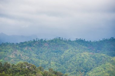 Yağmurdan sonra sisli orman. Tayland.