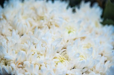 Yakın çekim çiçekler çiçek açıyor. Canlı renkli çiçekler blo Grubu