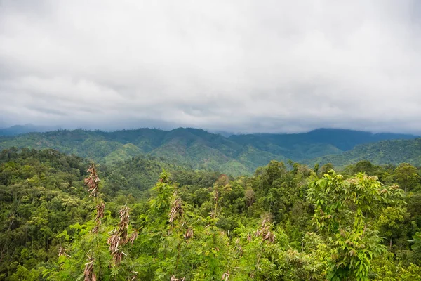 Yağmurdan sonra sisli orman. Tayland.